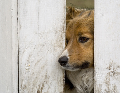 a dog looking through a fence