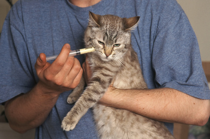 Traitement d’un chat de gouttière par seringue